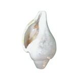Blowing Shankh (Conch shell)